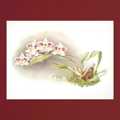 
                    
                      Tolstoy Gallery Greetings Card Box Set- Orchids by Pulbrook Gould with watercolour botanical notecards
                    
                  