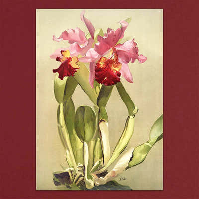 
                    
                      Tolstoy Gallery Greetings Card Box Set- Orchids by Pulbrook and Gould, watercolour botanical notecards in pink orchids
                    
                  
