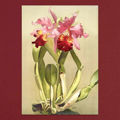 
                    
                      Tolstoy Gallery Greetings Card Box Set- Orchids by Pulbrook and Gould, watercolour botanical notecards in pink orchids
                    
                  