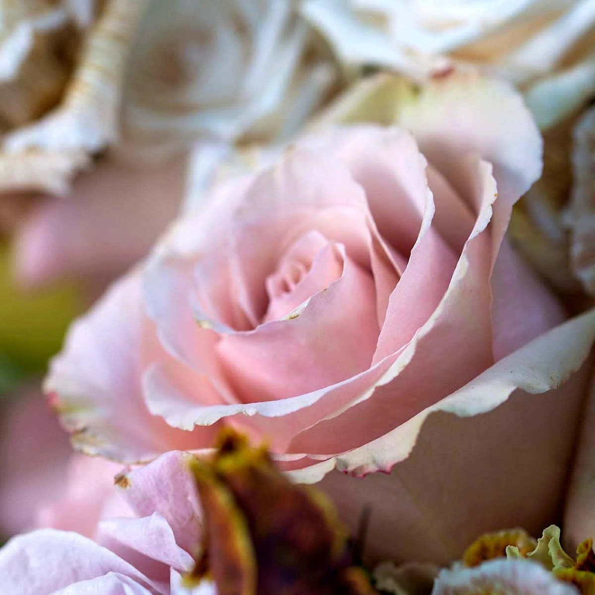 Vintage Hatbox, floral hatbox arrangement in soft pink with fresh-cut roses