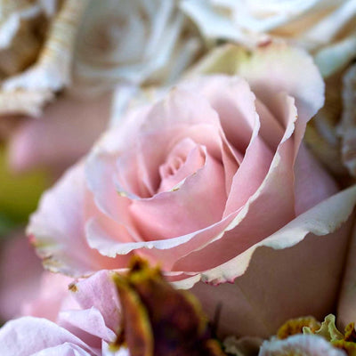 
                    
                      Vintage Hatbox by Pulbrook Gould floral hatbox arrangement in soft pink with fresh-cut roses
                    
                  