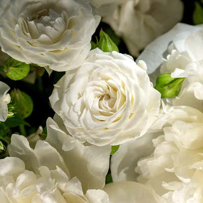 
                    
                      White Hatbox rose hatbox arrangement in ivory with soft green buds and petals
                    
                  