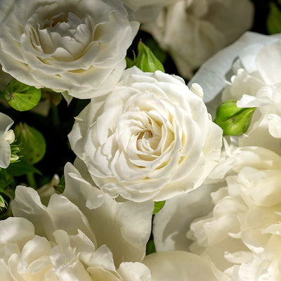 
                    
                      White Hatbox by Pulbrook Gould rose hatbox arrangement in ivory with soft green buds and petals
                    
                  
