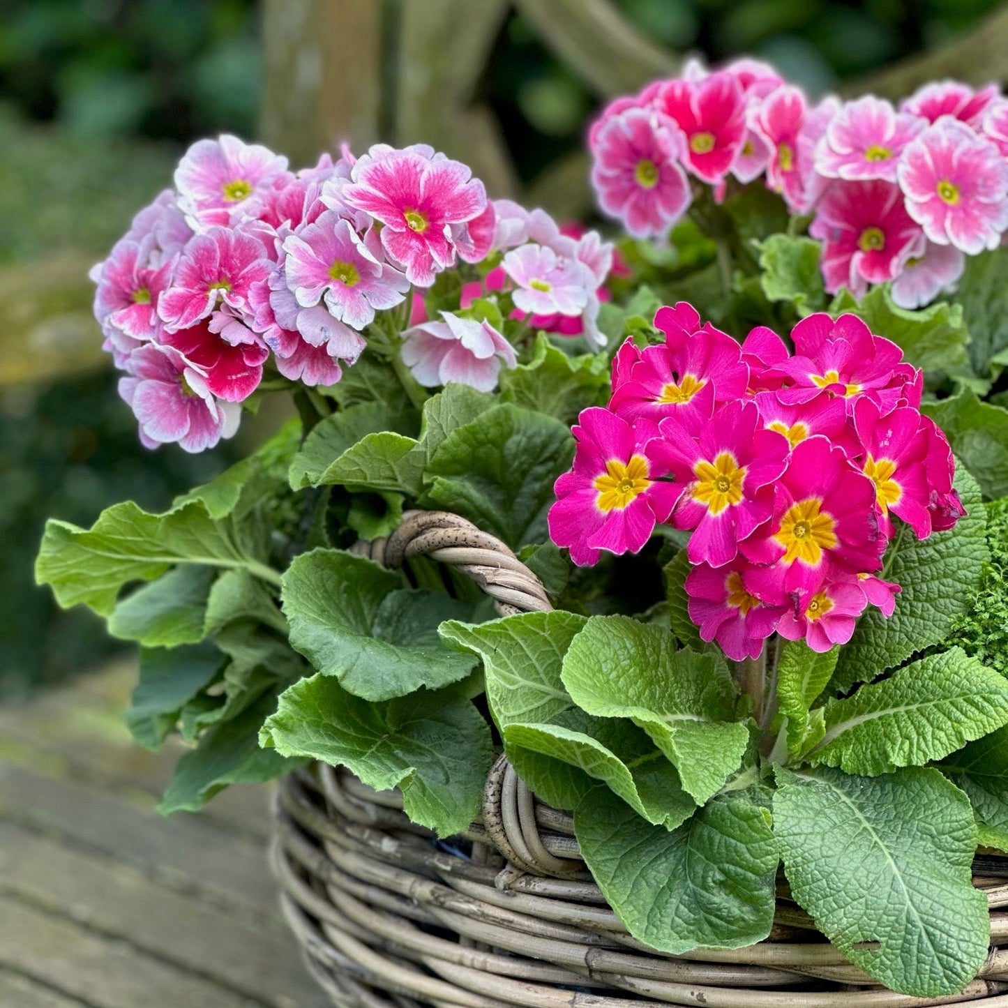 Basket of Primulas - Pulbrook & Gould Flowers London