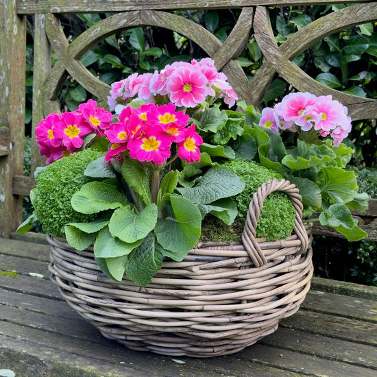 Basket of Primulas - Pulbrook & Gould Flowers London
