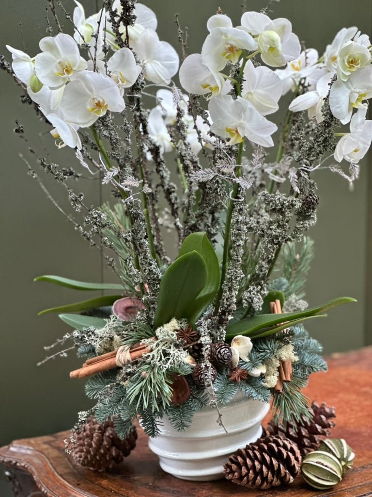 Christmas Orchid - Pulbrook & Gould Flowers London
