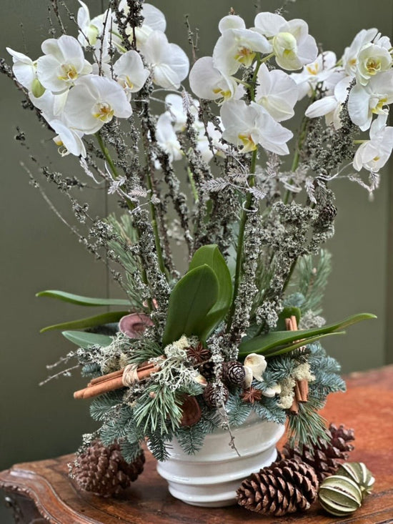 Christmas Orchid - Pulbrook & Gould Flowers London
