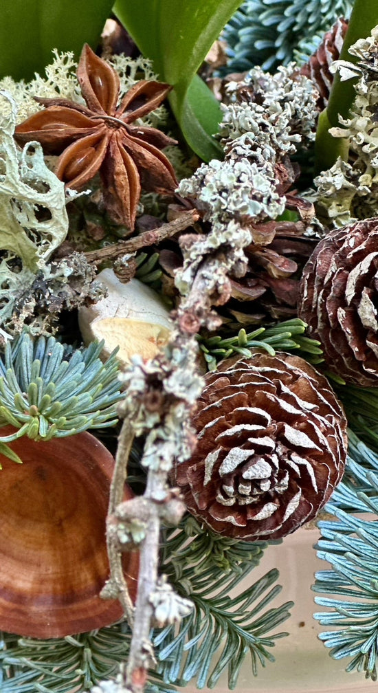 Christmas Orchid - Pulbrook & Gould Flowers London