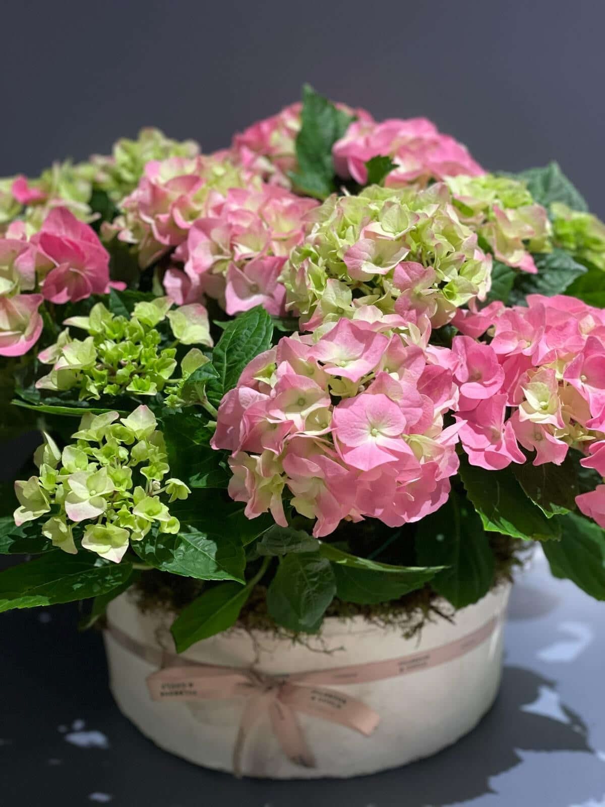 Elegant Hydrangea Potted Plant - Pulbrook and Gould Flowers London