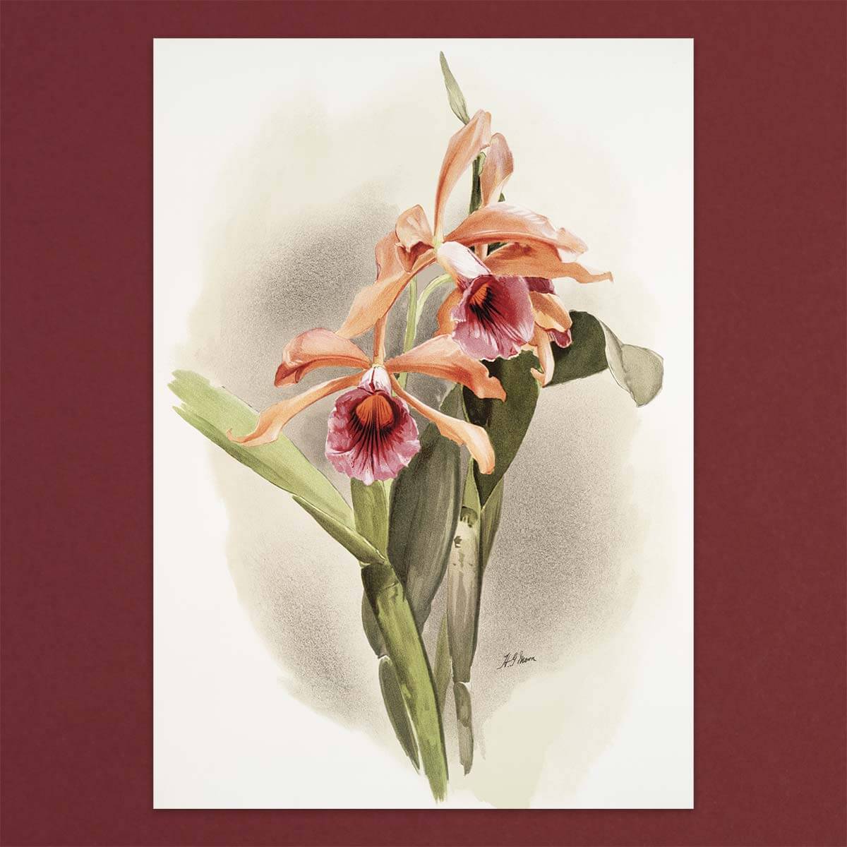 Gift card Box set - Orchids - Pulbrook and Gould Flowers London