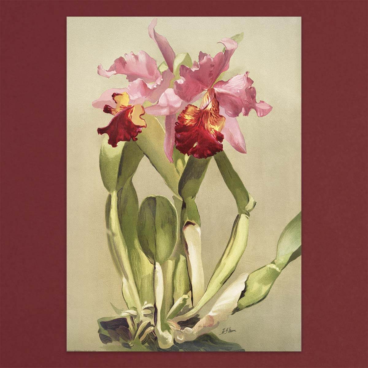 Gift card Box set - Orchids - Pulbrook and Gould Flowers London