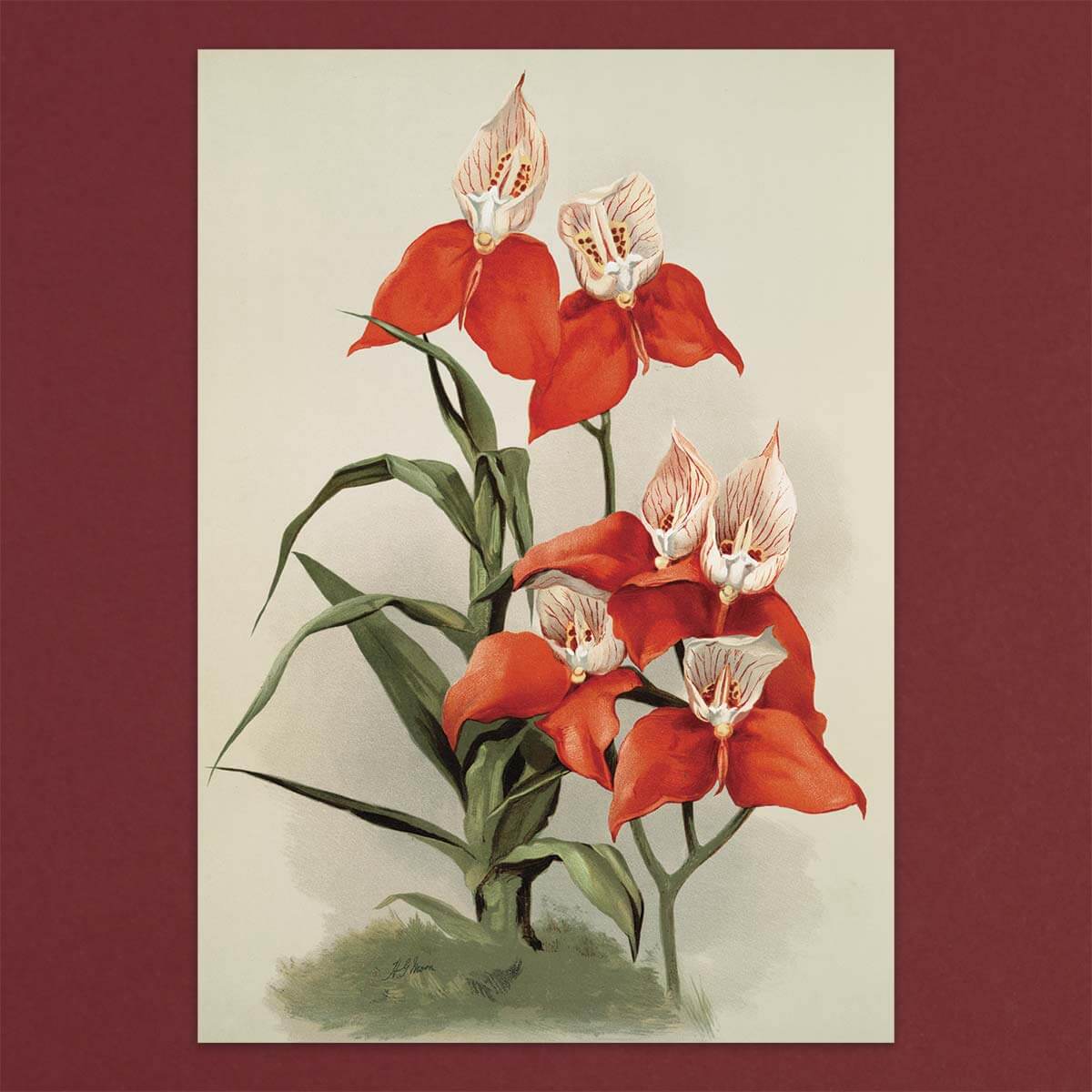 Gift card Box set - Orchids - Pulbrook and Gould Flowers London