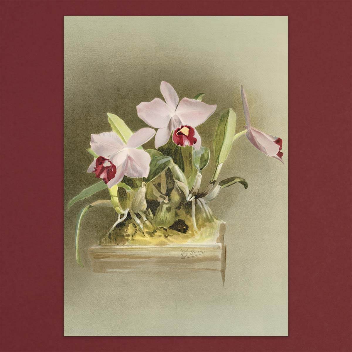 Gift card Box set - Orchids - Pulbrook and Gould Flowers London
