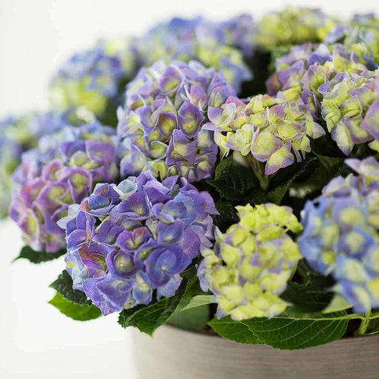 Hydrangeas - Pulbrook and Gould Flowers London