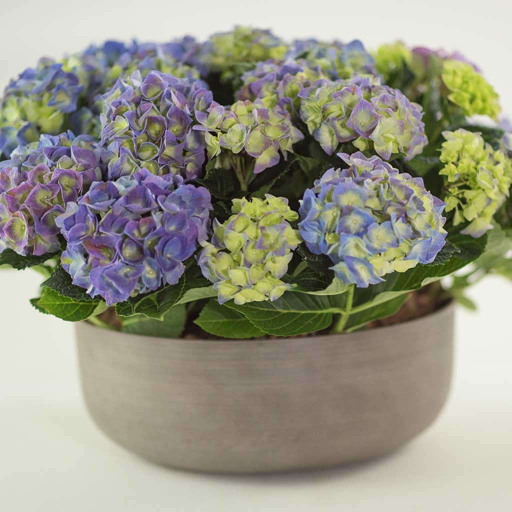 Hydrangeas - Pulbrook and Gould Flowers London