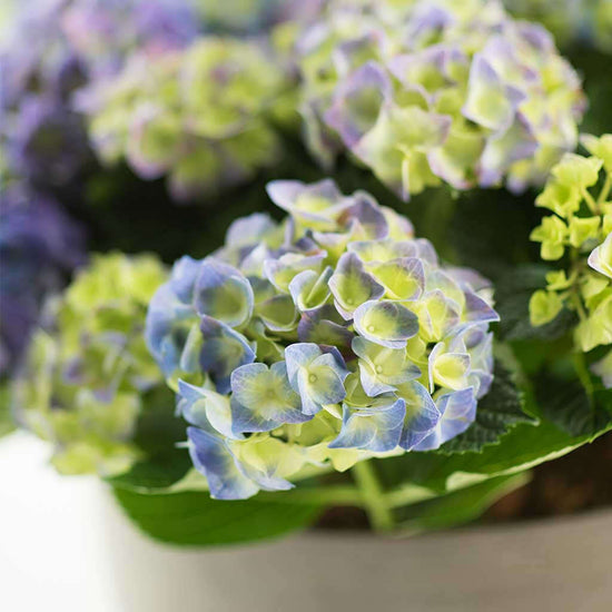 Hydrangeas - Pulbrook and Gould Flowers London