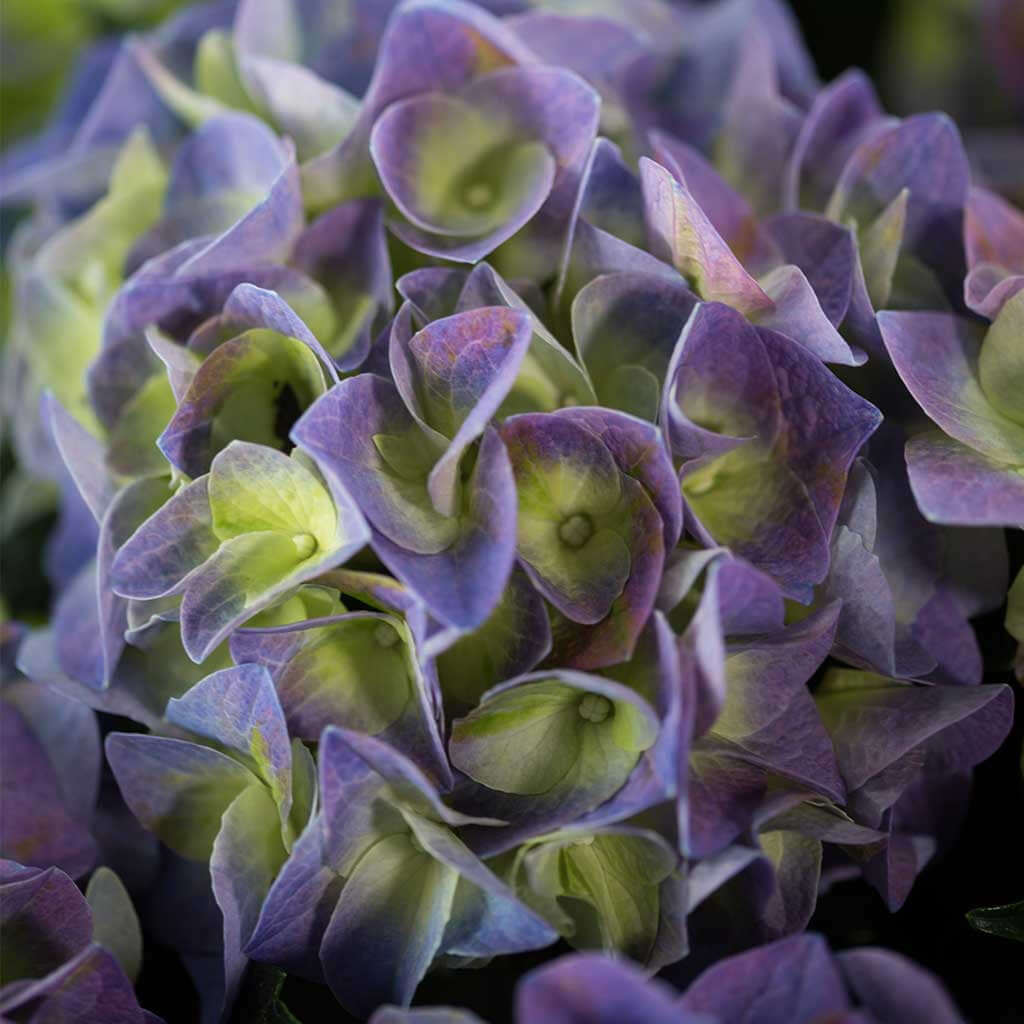 Hydrangeas - Pulbrook and Gould Flowers London