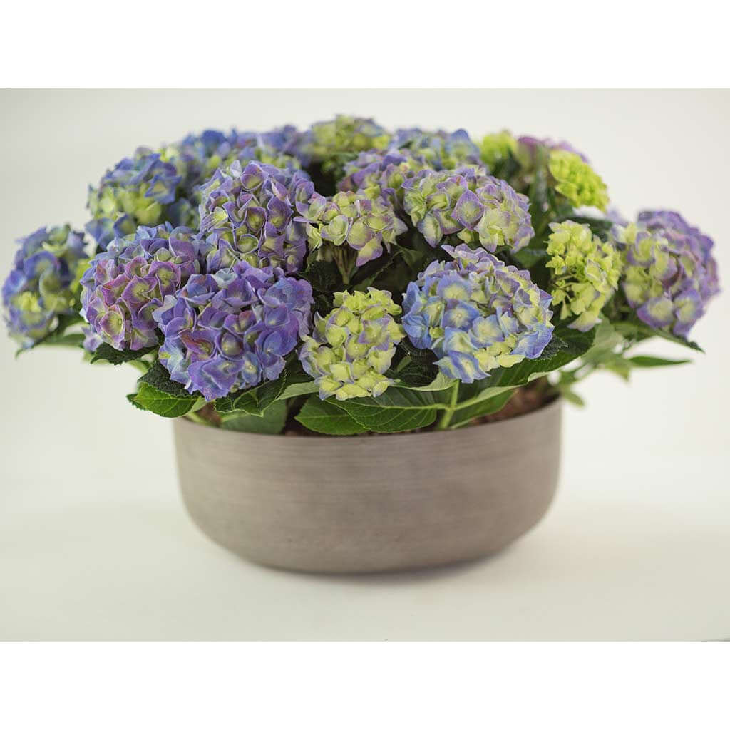 Hydrangeas - Pulbrook and Gould Flowers London