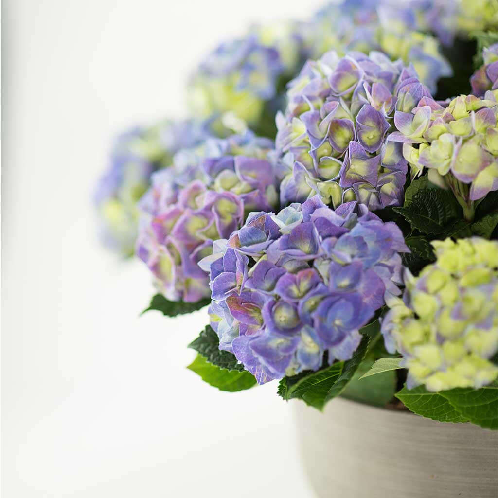 Hydrangeas - Pulbrook and Gould Flowers London