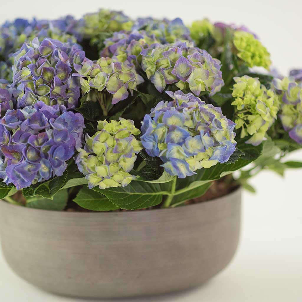 Hydrangeas - Pulbrook and Gould Flowers London