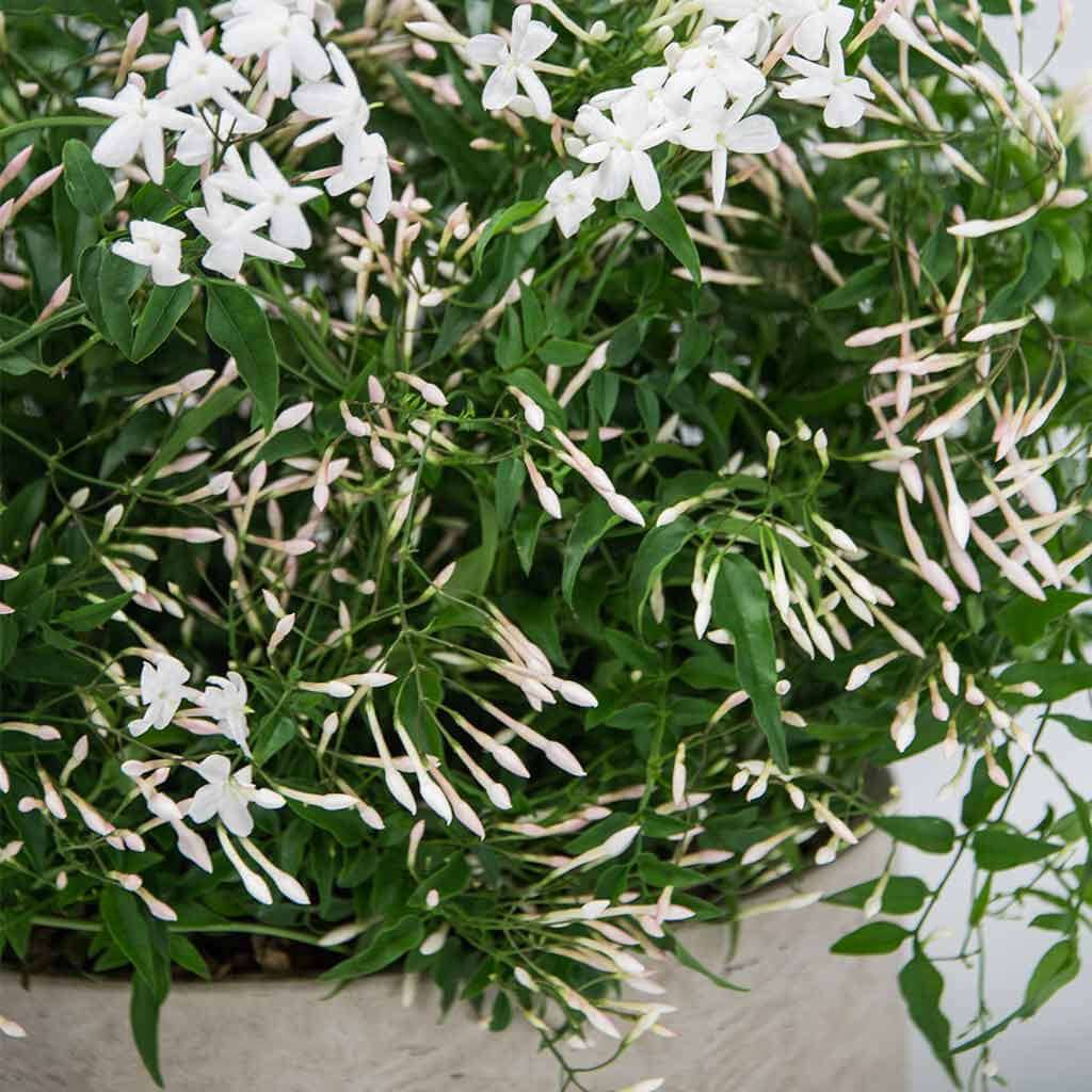 Jasmine planter - Pulbrook and Gould Flowers London