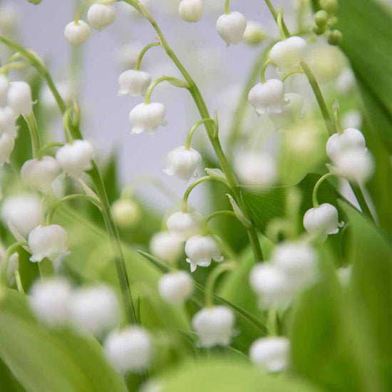 Load image into Gallery viewer, Lily of the Valley - Pulbrook and Gould Flowers London
