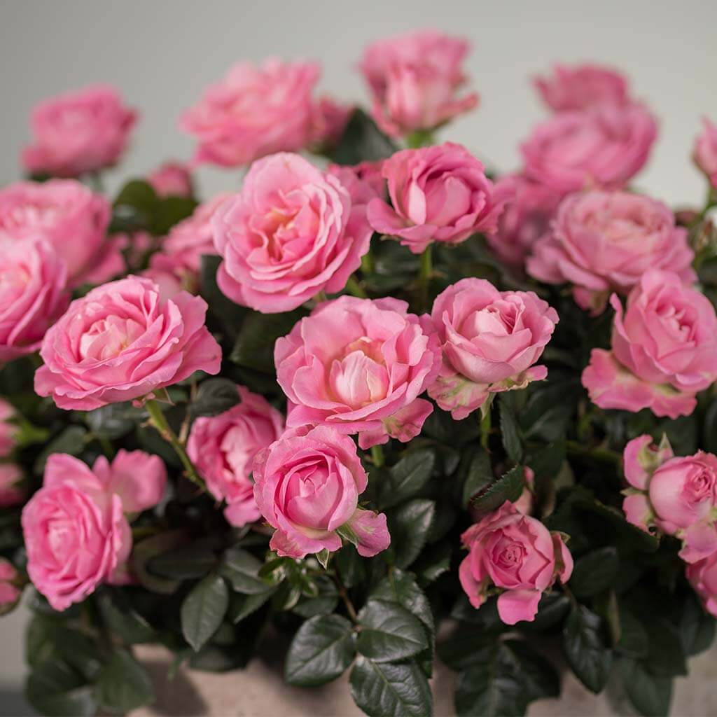 Exquisite Miniature Roses in Ceramic Pot - Nature's Beauty at Home ...