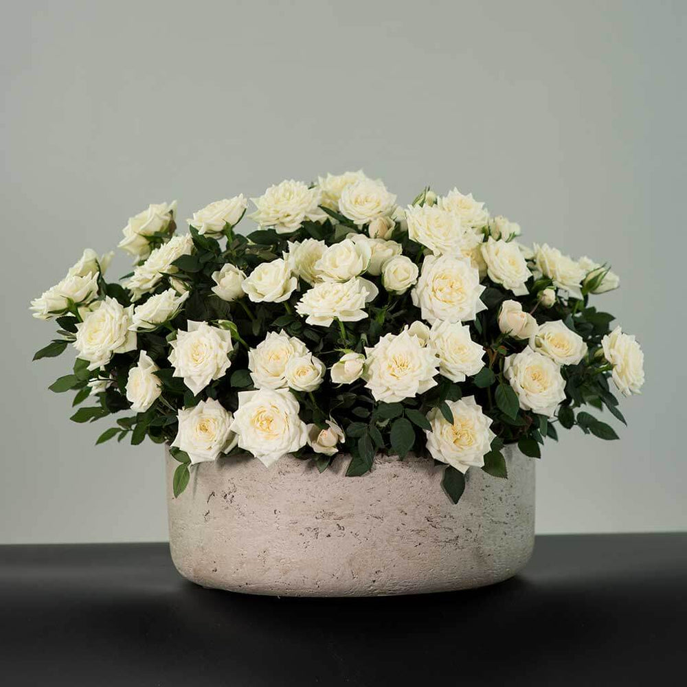 Miniature Manicured Rose Garden - Pulbrook & Gould
