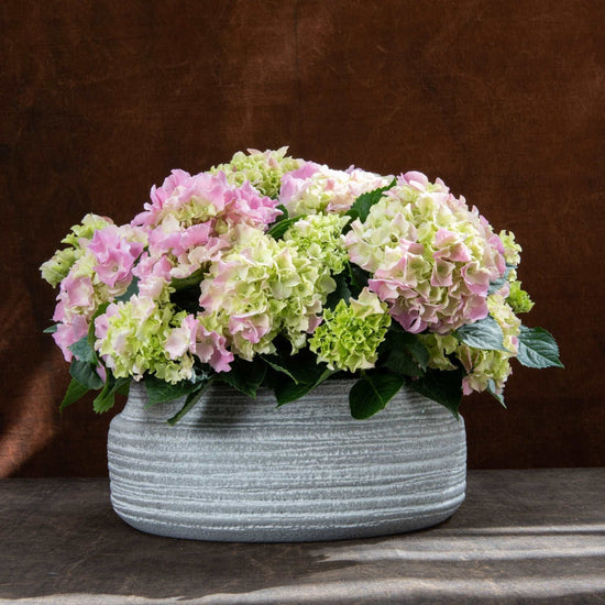 Pink Hydrangea Planter - Pulbrook and Gould Flowers London