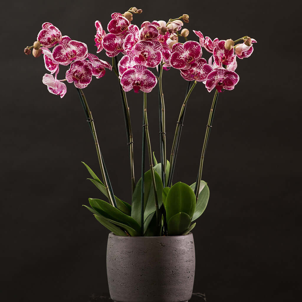Signature Orchids - Cerise - Pulbrook and Gould Flowers London