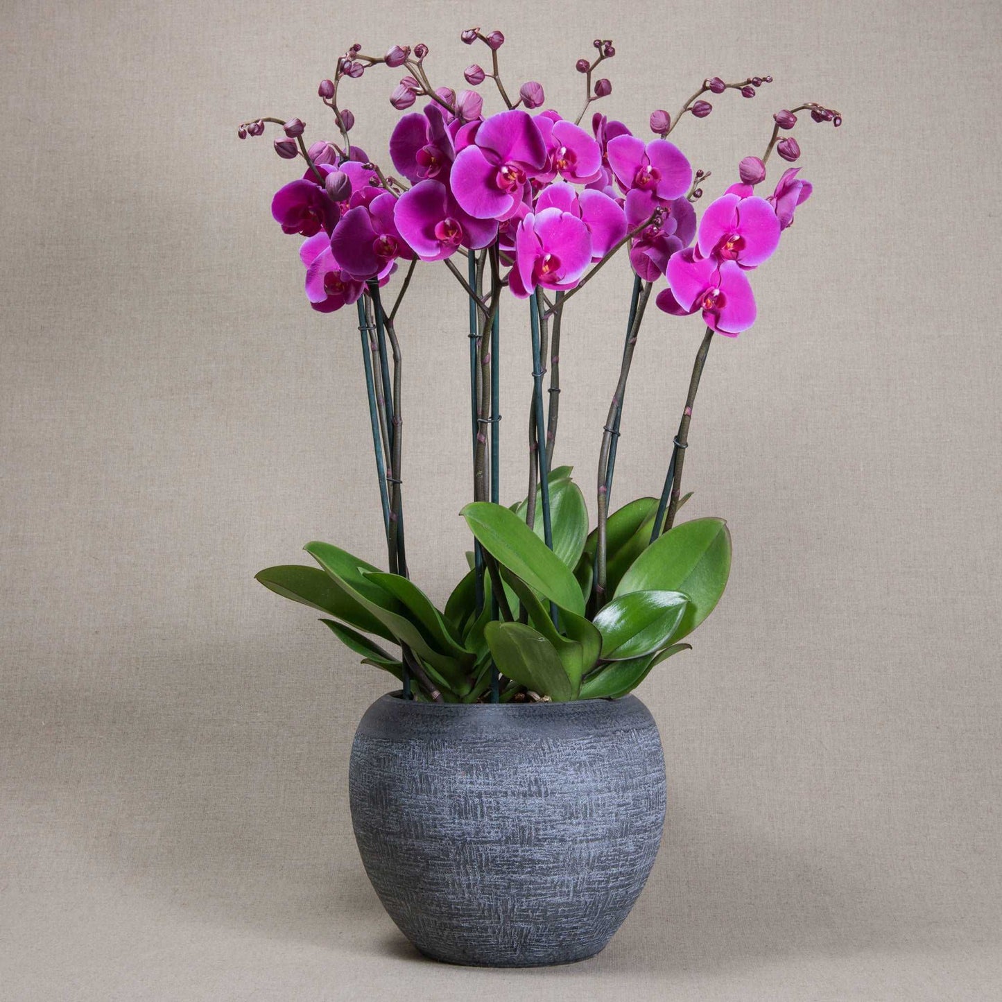 Signature Orchids - Fuchsia - Pulbrook and Gould Flowers London