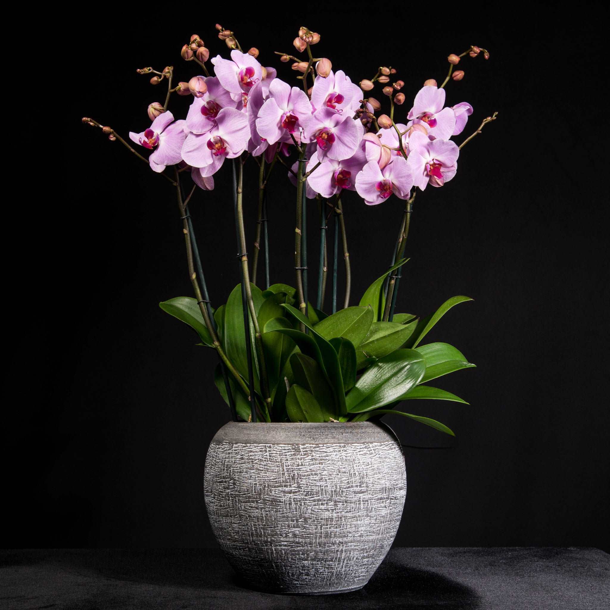Signature Orchids Pink Pulbrook & Gould Flowers London
