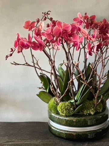 
                  
                    Signature Orchids - Salmon - Pulbrook & Gould Flowers London
                  
                