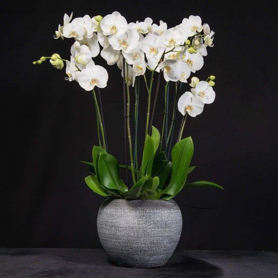Signature Orchids - White - Pulbrook and Gould Flowers London