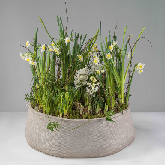 Spring Bulb Planter - Pulbrook and Gould Flowers London